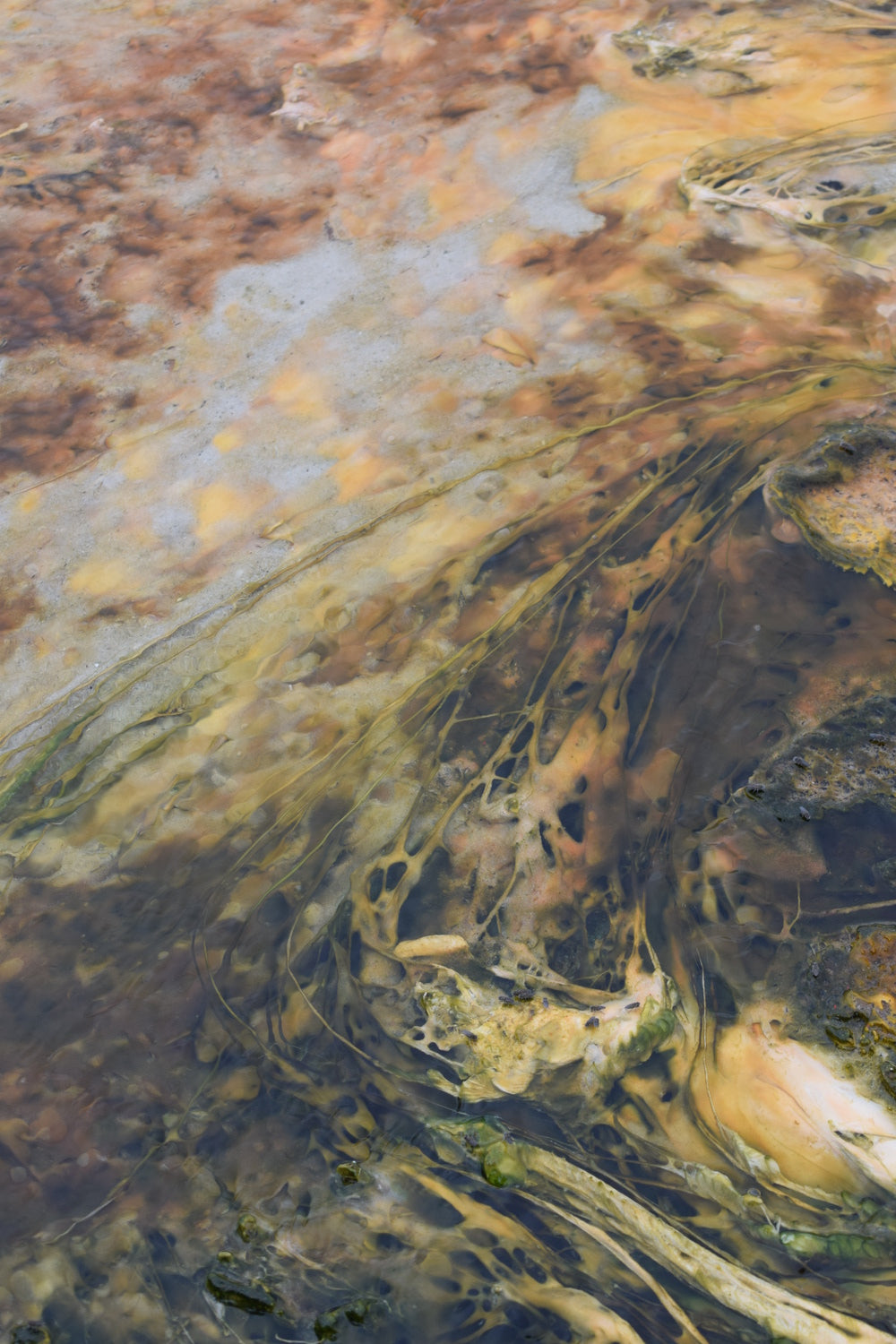 Yellowstone Pool Print