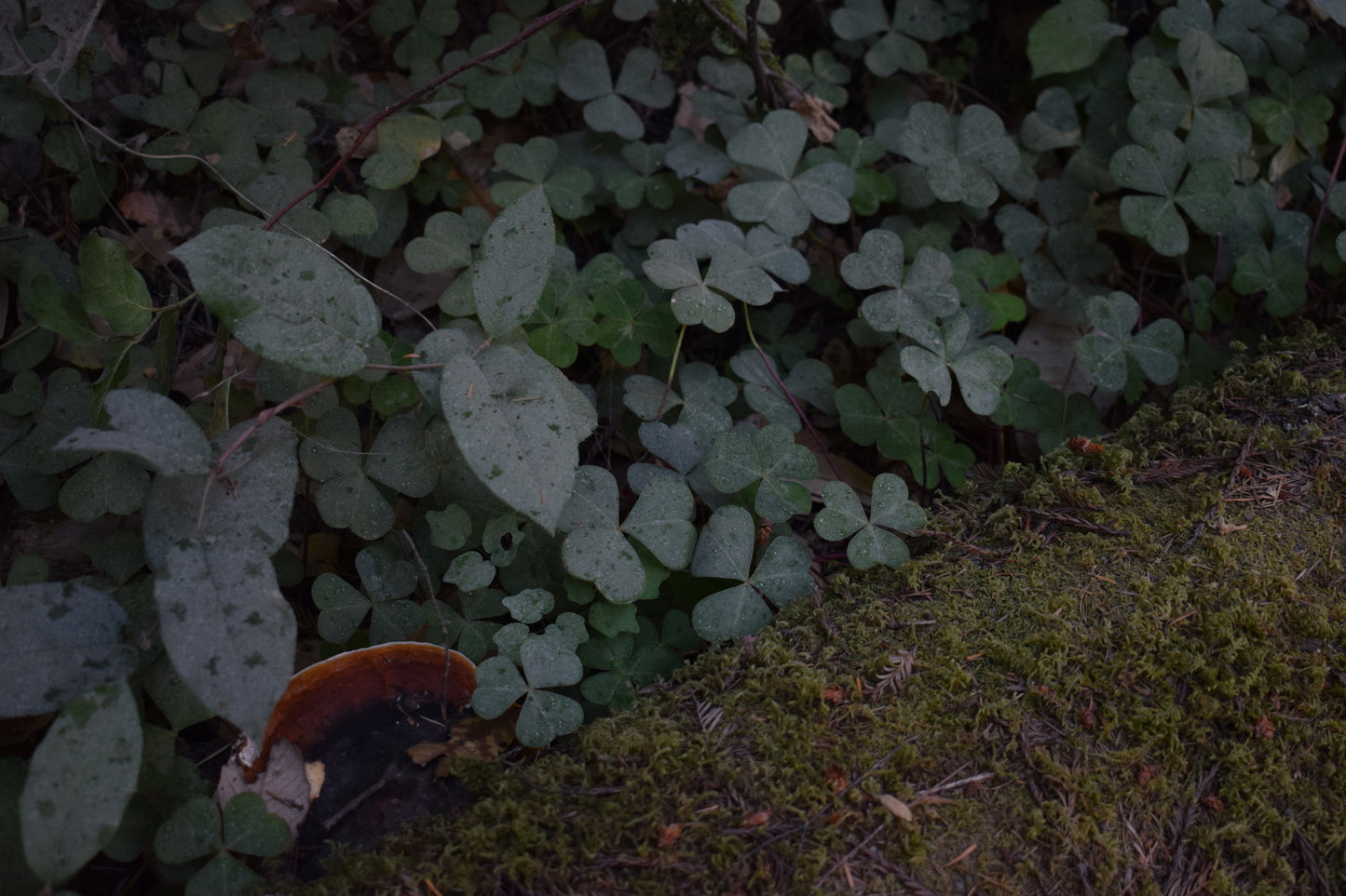 Forest Floor Print