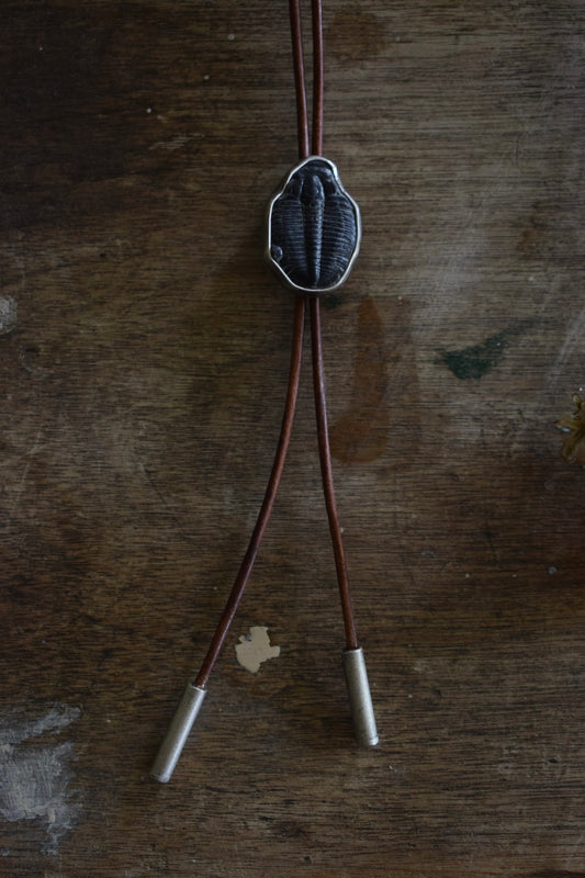 Fossil Bolo